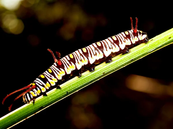 Гусениця на гілці — стокове фото
