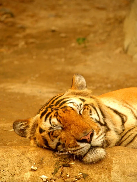 Dierentuin Dieren — Stockfoto