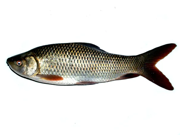 Frischer roher Fisch zum Essen — Stockfoto