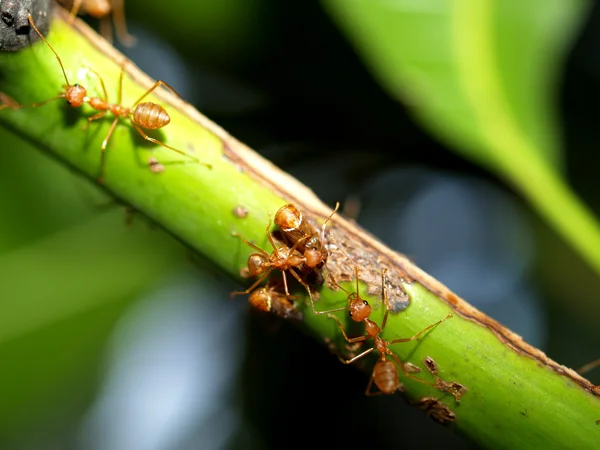 Red ants — Stock Photo, Image