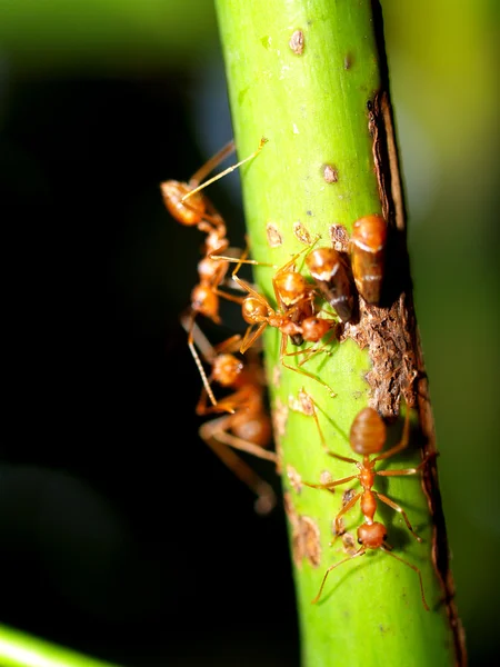 Hormigas rojas — Foto de Stock