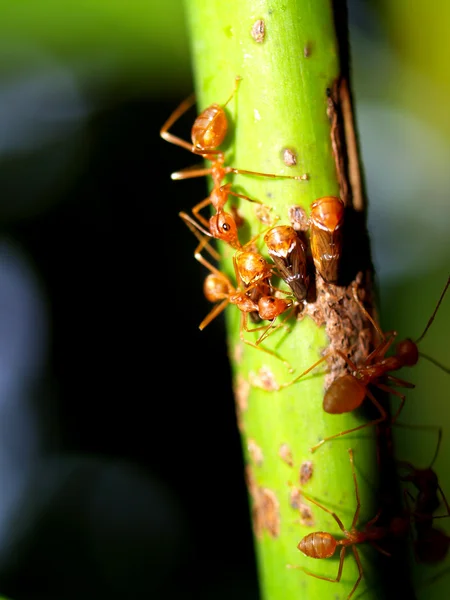 Formigas vermelhas — Fotografia de Stock