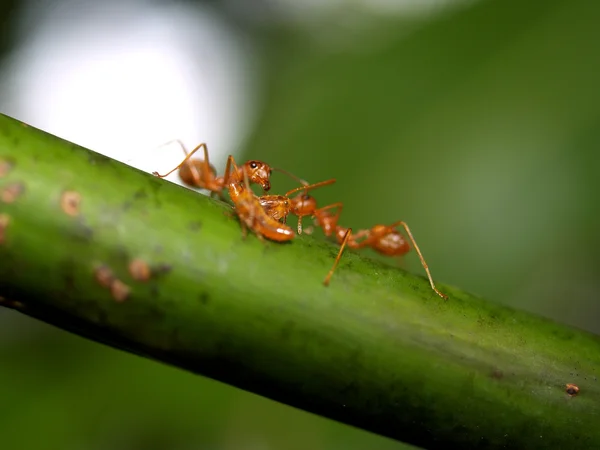 Rode mieren — Stockfoto
