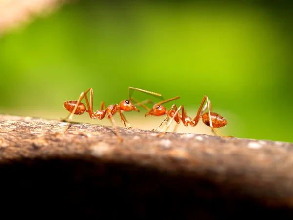 Hormigas rojas — Foto de Stock