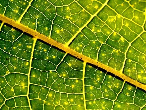 Fondo de la hoja — Foto de Stock