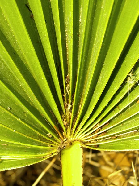 Hintergrund Blatt — Stockfoto