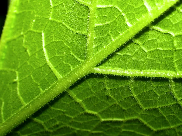 Plátano hojas de fondo —  Fotos de Stock