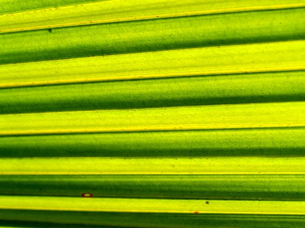 Fondo de la hoja —  Fotos de Stock