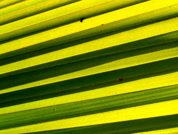 Fondo de la hoja — Foto de Stock