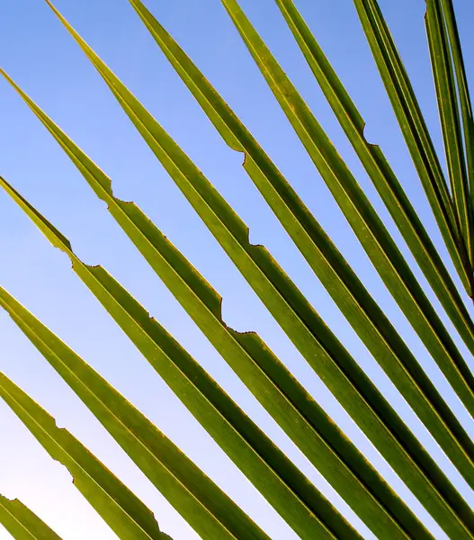 Hintergrund Blatt — Stockfoto