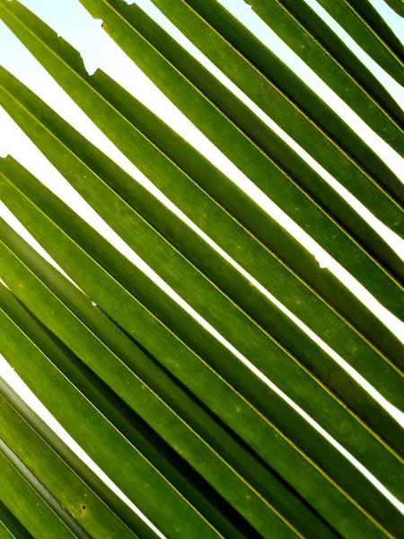 Hintergrund Blatt — Stockfoto