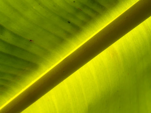 Fondo de la hoja —  Fotos de Stock