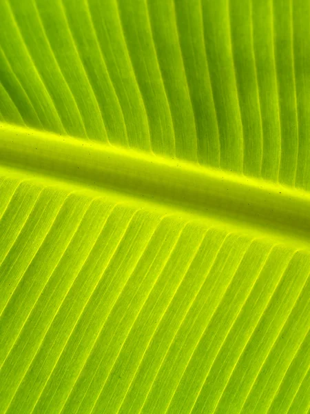 Leaf background — Stock Photo, Image