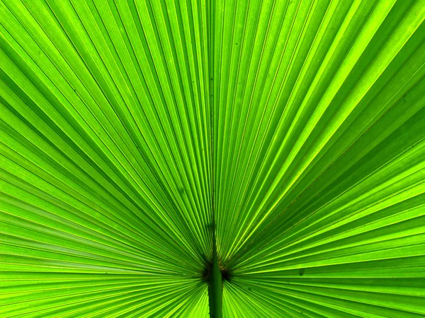 Leaf background — Stock Photo, Image