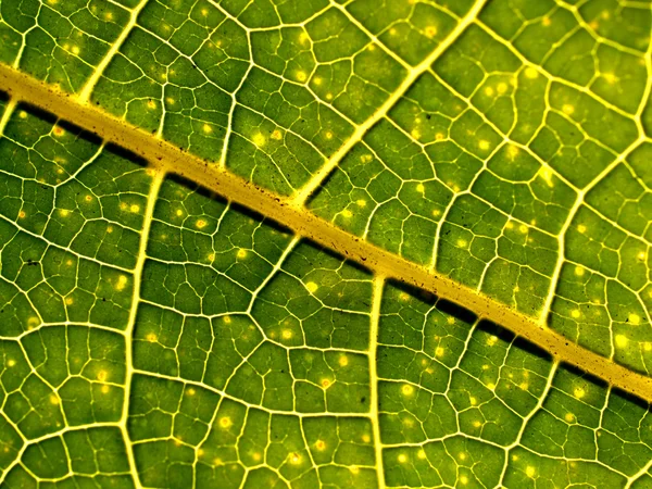 Banana foglie sfondo — Foto Stock