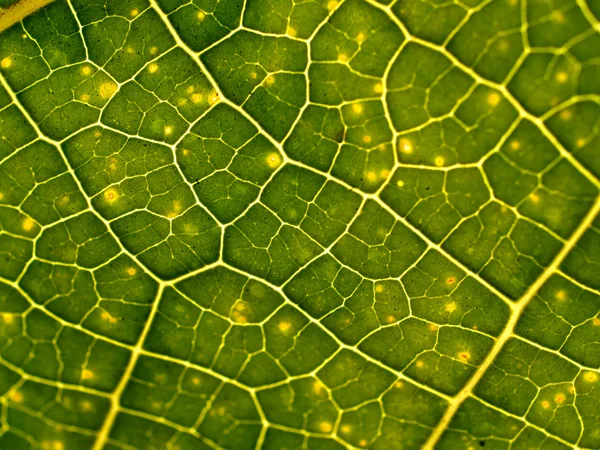 Plátano hojas de fondo —  Fotos de Stock