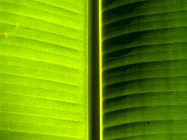 Plátano hojas de fondo — Foto de Stock