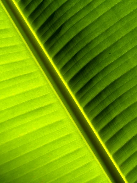 Banana leaves background — Stock Photo, Image