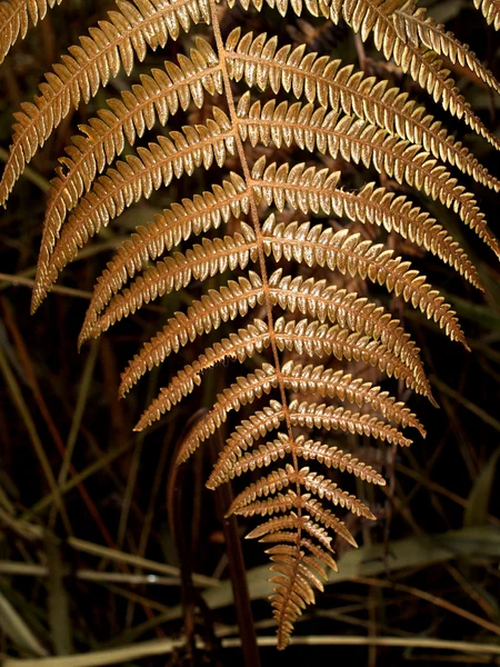 Feuille de fond — Photo