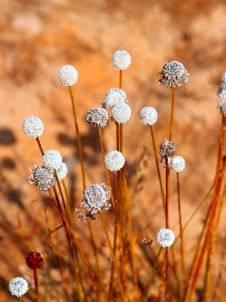 Fotos de flores silvestres — Foto de Stock