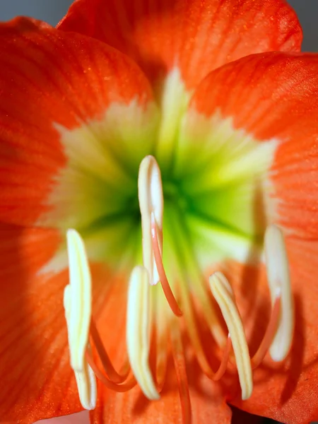 Flower background — Stock Photo, Image