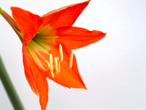 Flower background — Stock Photo, Image