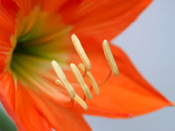 Flower background — Stock Photo, Image