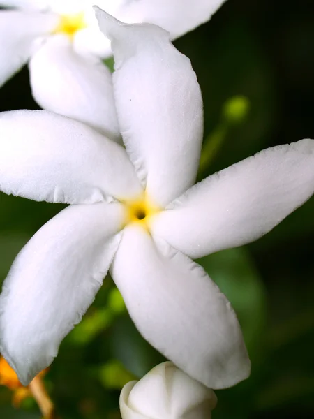 Vacker blomma — Stockfoto