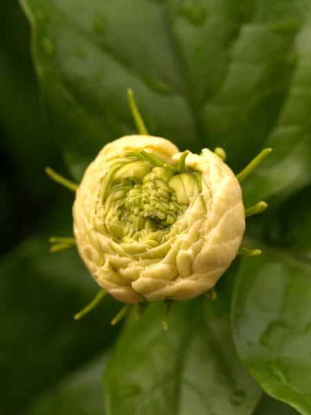 Hermosa flor — Foto de Stock