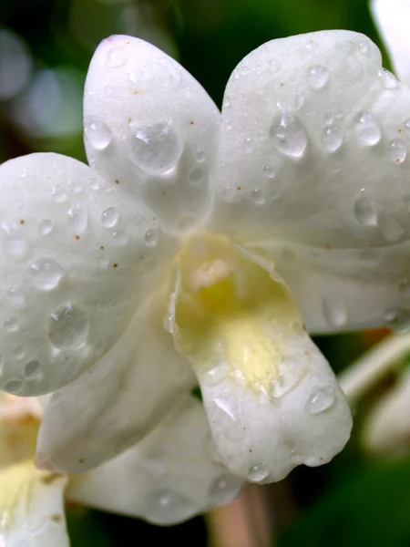 Bela flor — Fotografia de Stock