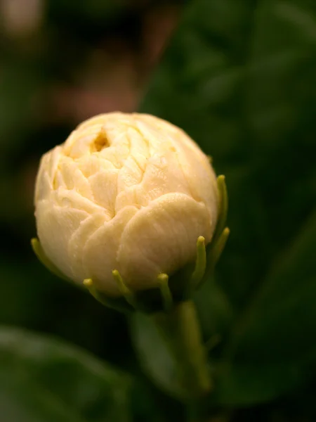 Hermosa flor — Foto de Stock