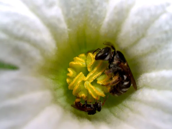 Hermosa flor — Foto de Stock