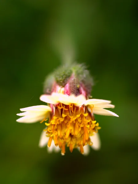 Hermosa flor — Foto de Stock