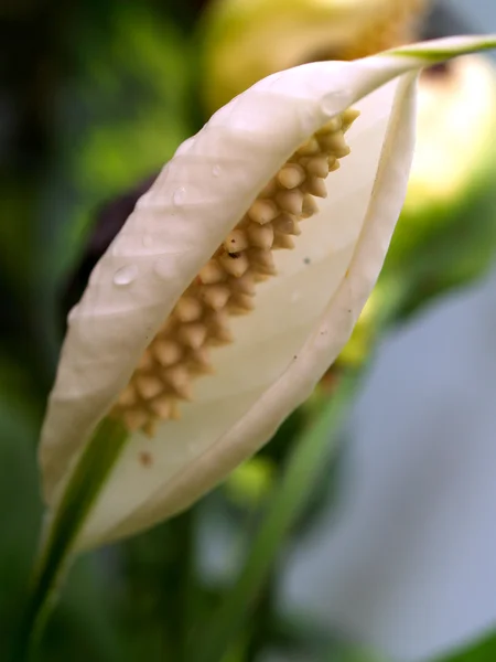 Hermosa flor — Foto de Stock