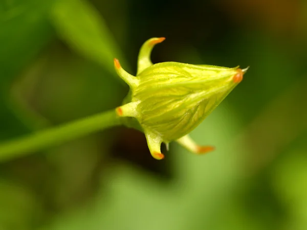 Hermosa flor — Foto de Stock