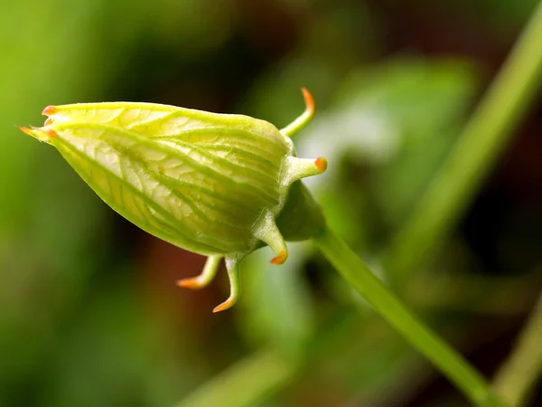 Hermosa flor — Foto de Stock