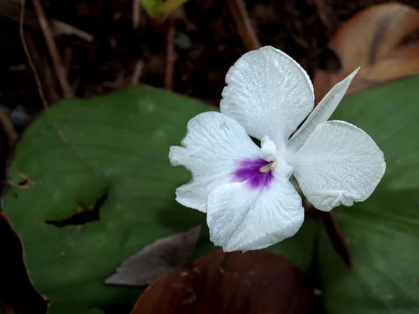 Bilder av vilda blommor — Stockfoto