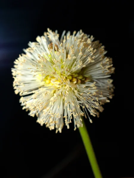 Bloem achtergrond — Stockfoto