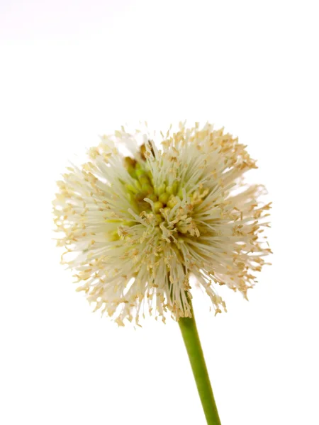 Kwiat tle — Zdjęcie stockowe