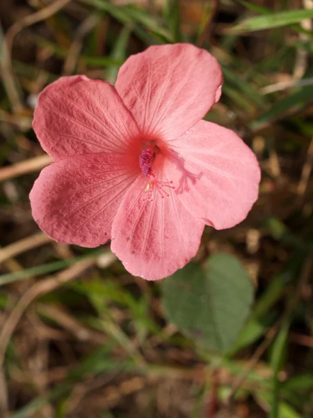 Zdjęcia dzikich kwiatów — Zdjęcie stockowe