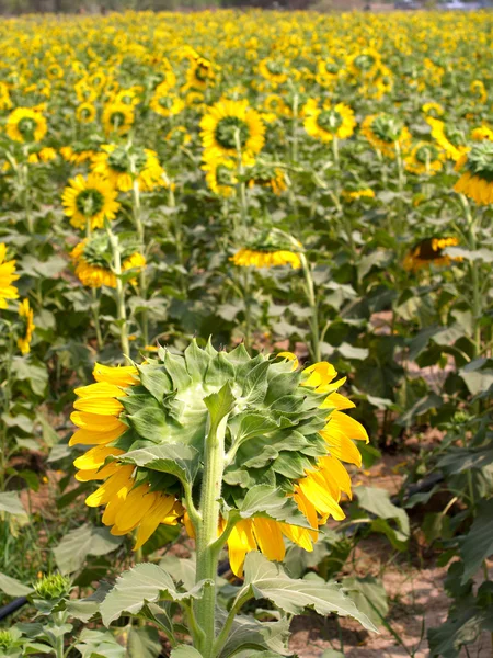 Vacker blomma — Stockfoto