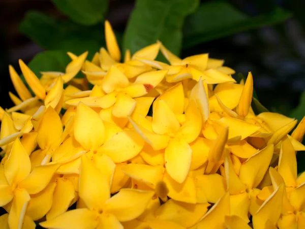 Bellissimo fiore — Foto Stock