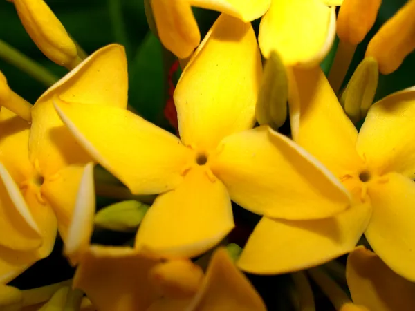 Mooie bloem — Stockfoto