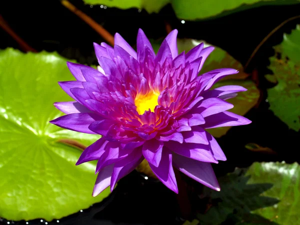 Lotus flower — Stock Photo, Image