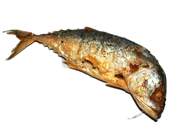 Ton balığı — Stok fotoğraf