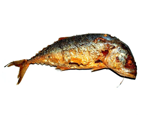 Tonfisk — Stockfoto