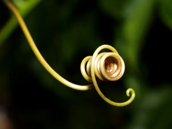 Banaan verlaat achtergrond — Stockfoto