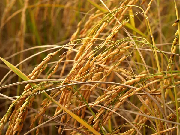 Yükseliş tahıl — Stok fotoğraf