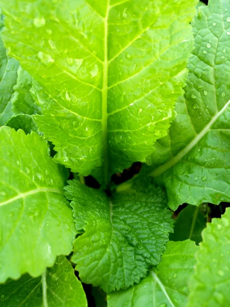 Fondo de la hoja — Foto de Stock