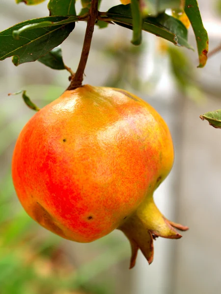 Colección de frutas imágenes — Foto de Stock